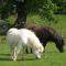 Ardgarry Farm