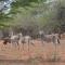 Bushbaby Lodge & Camping