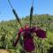 The Breeze Glamping