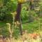 AfriCamps Magoebaskloof