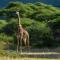 Lake Manyara Serena Safari Lodge