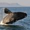 Hermanus Backpackers & Budget Accommodation