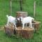 Bauernhof Familie Knoblechner