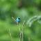 Minca Seasons Birds