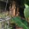 Minca Seasons Birds