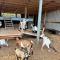 Willow Court Farm Studio East & Petting Farm, 8 mins to Legoland & Windsor, 15 mins to Lapland UK