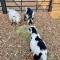 Willow Court Farm Studio East & Petting Farm, 8 mins to Legoland & Windsor, 15 mins to Lapland UK