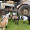 Willow Court Farm Studio East & Petting Farm, 8 mins to Legoland & Windsor, 15 mins to Lapland UK