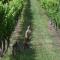 Borrodell Vineyard