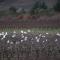 Borrodell Vineyard