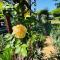 Periwinkle, Grove ,Acorn & Sage Cottages