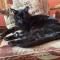 Aux Années Folles