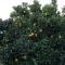 Apartment Orange tree