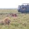 Fig Tree Camp - Maasai Mara