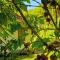 Verdant Vagamon Farm House
