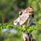 Msandile River Lodge