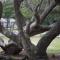 Atlantic Beach Resort, a Ramada by Wyndham - 大西洋滩