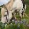 Stora Sandfell Rooms and Cottages