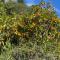 Citrus Grove Citrus Grove