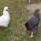 Charmante Dépendance