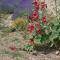 Le Petit Labouret photo 11