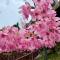 Da Kuan Peach Farm Resort 達觀農場民宿