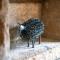 2 Bed in Arkengarthdale oc-ds951