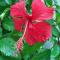 Hibiscus House Bed and Breakfast - Contadora