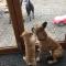 Barton Gate Farm B&B - 布德