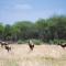 Boschfontein Guest Farm