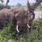 Elephant Memories Glamping Safari Tents and more