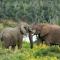 Sibuya Game Reserve and Lodge - Kenton on Sea