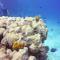 Green Turtle Club Resort & Marina