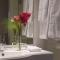 Apart Hotel Amadeo