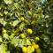 Lemontree House Bacoli
