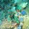 Dhita Bila Bungalows & Dive