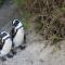 Boulders Beach House - Simonʼs Town