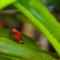 Gamboa Rainforest Reserve