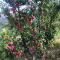 The Orchard at Peora Estates