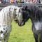 Hochalmbahnen Chalets 13W1, Ulme, nahe Gondel, Hunde willkommen
