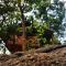 Sigiriya River Side Villa