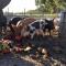 Freshwater Creek Cottages & Farm Stay