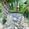 Mirah Guest House