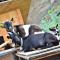Birkenhof - Wohnung Ortler