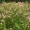 Appartment Isabelle Home