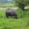 River View Jungle Camp - Sauraha