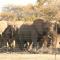 Thorn Tree Bush Camp - Klipdrift