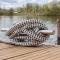 Hausboot Schwanennest