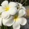 The Herbal Khao Lak