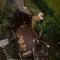 Twin Cabins / Cabanele Gemene